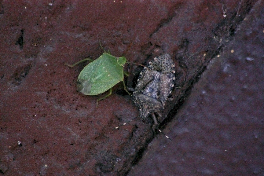 Pentatomidae: Rhaphigaster nebulosa e Nezara viridula